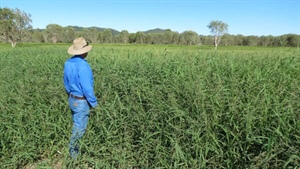 Drought-proof cattle fattening country at an attractive $7000 a beast area