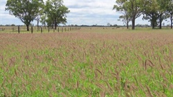 Highly productive 1802 acre Western Downs cattle property heads to auction