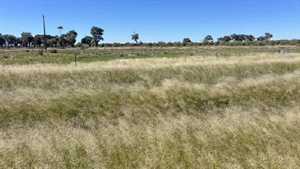 Grassed up Wampra and Wirranya well suited to cattle and sheep production