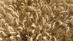 War risk is back on the menu, but will local growers see the benefits?