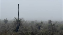 Inland areas shiver through near-record cold as lingering fog settles