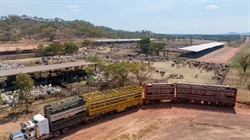 Why Australia's live cattle trade is more reliant on Indonesia than ever