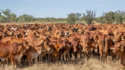 Processors get selective as winter conditions reshape our cattle market