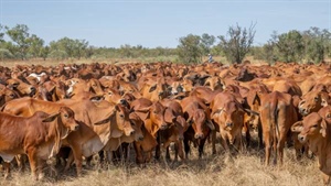 Processors get selective as winter conditions reshape our cattle market