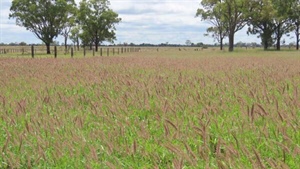 Highly productive 1802 acre Western Downs cattle property sold at auction