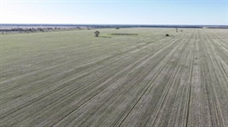 Impressive 'Golden Triangle' grain aggregation hits the market | Photos