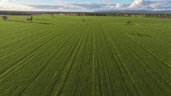 Proven south western cultivation country planted entirely with wheat