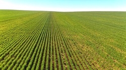 Big 11,995ha Nowingi Plains cropping portfolio for sale in the Mallee