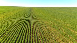 Big 11,995ha Nowingi Plains cropping portfolio for sale in the Mallee