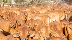 Beef processors feel the pinch as higher procurement costs shrink margins