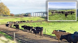 Blue ribbon Otway Milk and Gippsland dairy offer scale versus entry-level