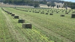 Exceptionally well developed irrigated fodder factory on market | Video