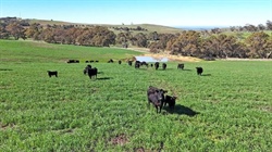 Prized 156ha Strathalbyn grazing farm listed for more than $4.5 million