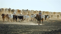 Outright sale or partner wanted for 178,870ha NT/WA cattle station