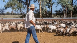 Australia's goatmeat exports stumble, but diversification cushions the fall