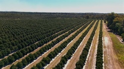 Substantial macadamia operation in Australia's largest production region