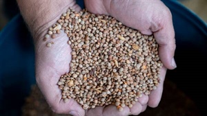 Extraordinary growth: Australia's changing position in the global lentil market