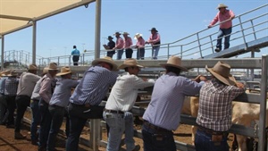 'A fundamental deficiency': could a revamped beef levy fund a critical fix?