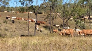 Quality country for 2460 breeders plus followers on the market