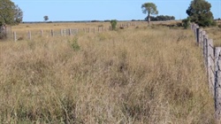 Gilgai delivers outstanding Western Downs cattle fattening country