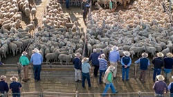 Why a surge in NSW sheep and lamb numbers hasn't loosened the national market