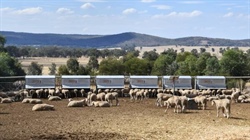 Think containment feeding for ewes is just for drought times? Think again