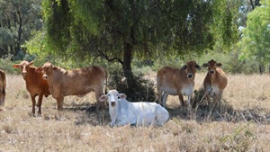 Springvale well-suited to backgrounding, breeding, fattening cattle | Video