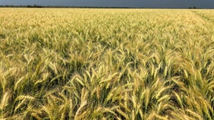 Dryland cropping, livestock operation on doorstep of 'Golden Triangle'