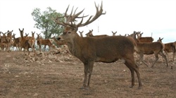 Feral deer push deeper into farmland as governments fall behind on control